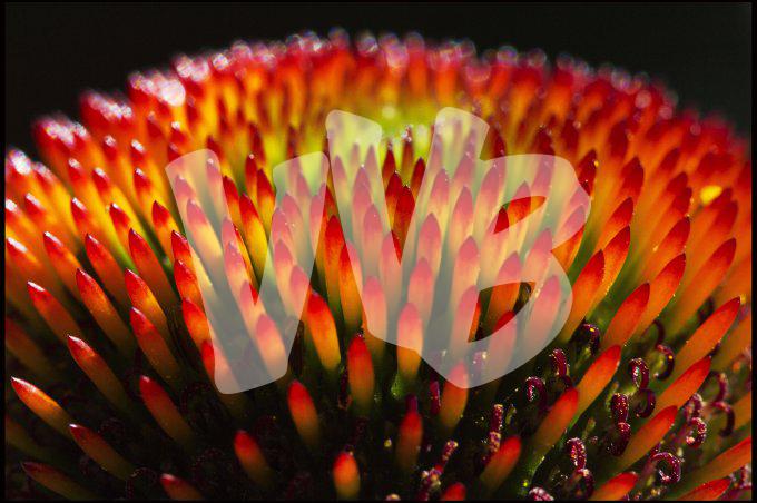 vvbvanbree bloemen en planten j  3163
